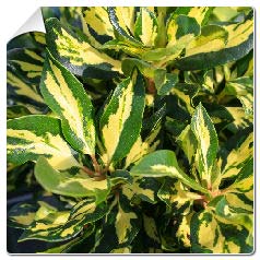 Rhodo hybride Goldfinger